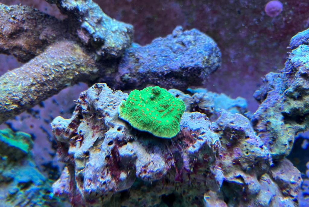 Green Montipora