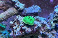 Green Montipora Thumbnail