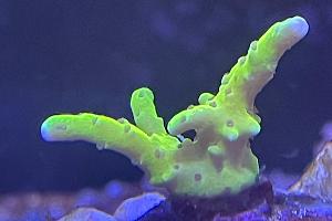 Golden Rod Anacropora  Thumbnail