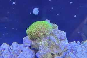 Purple Star Polyps  Thumbnail