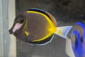 Powder Brown Tang Thumbnail