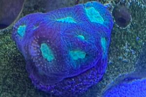 Brain Coral Thumbnail