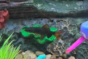 Rainbow shark Thumbnail