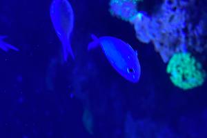 Green chromis Thumbnail