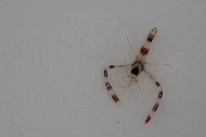 Banded Coral Shrimp  Thumbnail