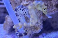 Western Spiny Seahorse Thumbnail