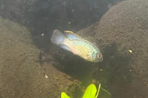 Electric Blue Acara Thumbnail