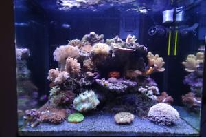 Reef Tank Thumbnail