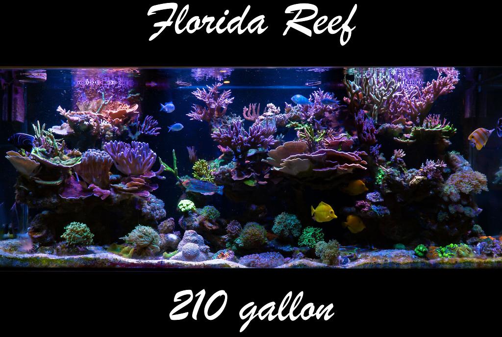 Florida Reef on 2023-07-23