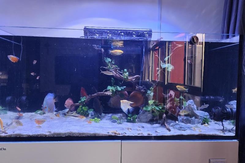 Diskus Reefer350 Tank Thumbnail