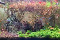 45CM Planted Shrimp Tank on 2023-07-24T03:39:29.017600Z[GMT]