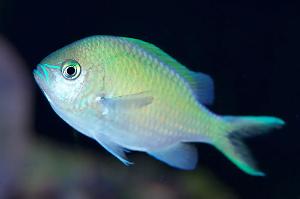 Green Chromis Thumbnail