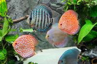 Discus Thumbnail