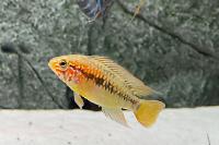 Apistogramma Macmasteri Thumbnail