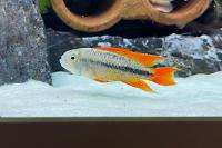 Apistogramma Kakadu Thumbnail