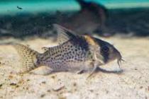 Corydoras