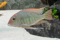 Geophagus Tapajos Thumbnail