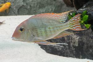 Geophagus