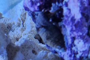 Hermit Crab blue leg Thumbnail