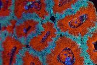 Acanthastrea Lordhowensis Ultra Red Blue Thumbnail