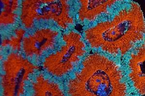 Acanthastrea Lordhowensis Ultra Red Blue