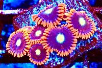 Ring of Fire Zoa Thumbnail