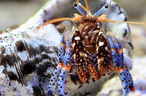 Blue-legged Hermit Crab Thumbnail