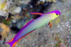 Purple Firefish Thumbnail