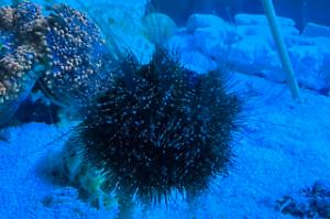 Tuxedo Urchin  Thumbnail