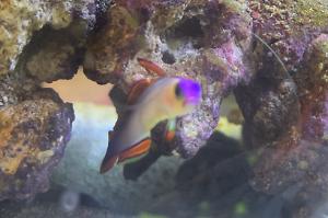 Purple Firefish Thumbnail