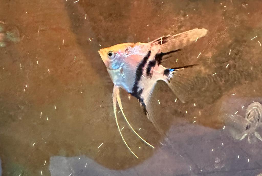 Marble Angelfish