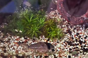 Corydora Thumbnail