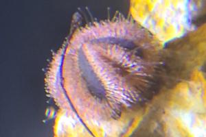 tuxedo urchin Thumbnail