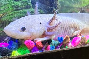 Axolotl  Thumbnail