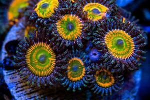 sunny d zoanthid Thumbnail