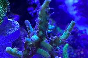 Tyree Pink Lemonade Acropora  Thumbnail