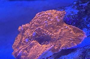 Red montipora plate Thumbnail