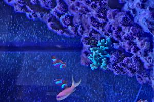 Leather Coral Thumbnail