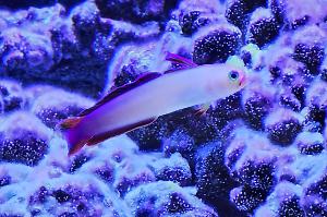 Elegant Firefish Thumbnail