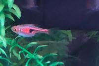 Lambchop Rasbora copper Rasbora Thumbnail