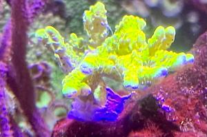 Yellow Anacropora Thumbnail