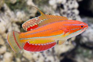 Maldivian McCosker’s Flasher Wrasse Thumbnail