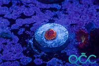 Grand Master Krakatoa Zoa Thumbnail