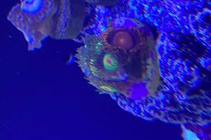 Rasta Zoa colony w/ Bam Bam Zoa x1 polyp Thumbnail