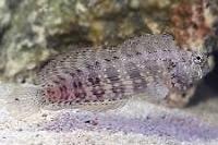 Lawnmower Blenny Thumbnail