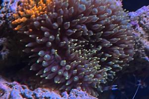 Bubble tip anemone Thumbnail