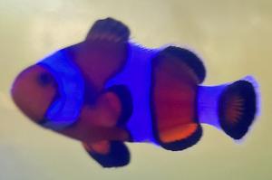 Mocha Clownfish Thumbnail