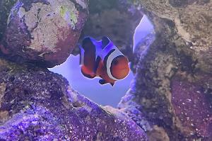 Mocha Clownfish Thumbnail