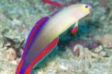 Purple firefish Thumbnail