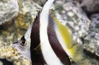 Heniochus Black & White Butterflyfish Thumbnail